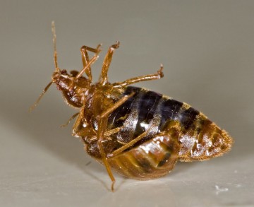 Bed Bug Treatments That Can Help You Eradicate These Annoying Pests