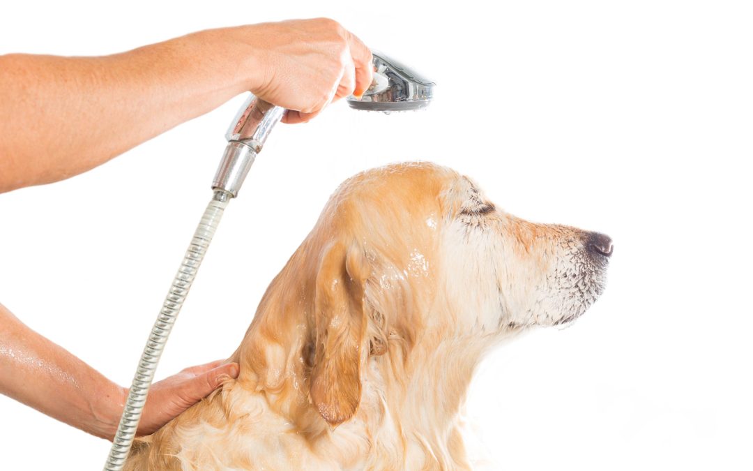 Dog Nail Trimming in Melbourne, VIC: When Should You Use This Service?