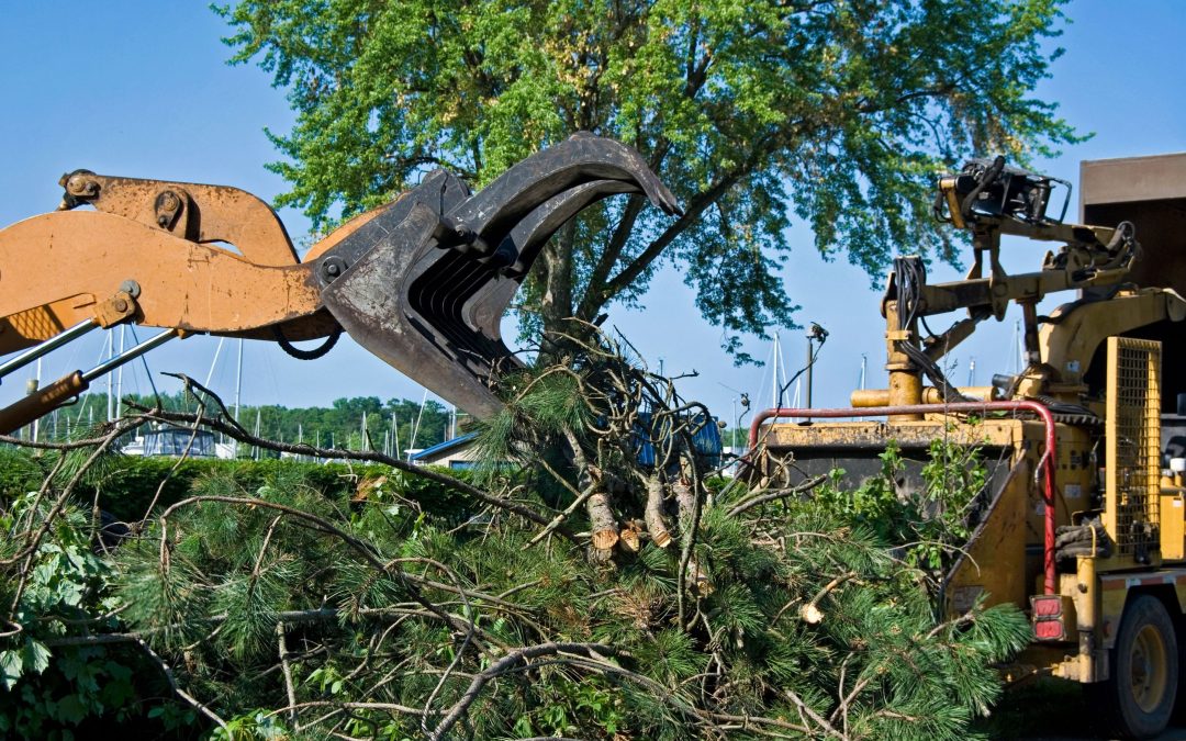 Stump Grinding Services Gold Coast QLD: Ensure Safe and Tidy Outdoor Living Spaces